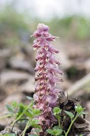 Attēlu rezultāti vaicājumam “Lathraea squamaria flower”