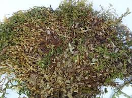 Attēlu rezultāti vaicājumam “Pseudobryum cinclidioides”