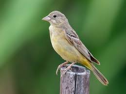 Image result for Emberiza melanocephala