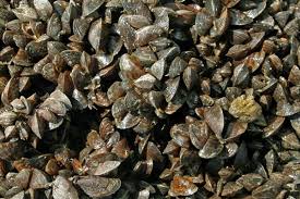 Attēlu rezultāti vaicājumam “Dreissena polymorpha”