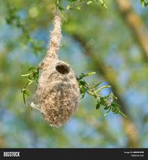 Attēlu rezultāti vaicājumam “Remiz pendulinus nest”