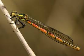 Attēlu rezultāti vaicājumam “Pyrrhosoma nymphula”