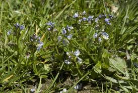 Attēlu rezultāti vaicājumam “Veronica serpyllifolia”