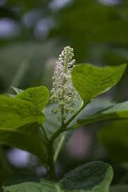 Attēlu rezultāti vaicājumam “Phytolacca acinosa flower”