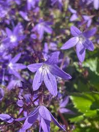 Image result for Campanula strigosa