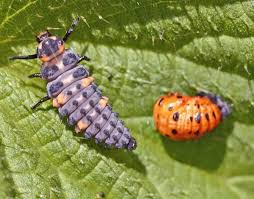 Attēlu rezultāti vaicājumam “Coccinella septempunctata”