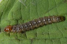 Attēlu rezultāti vaicājumam “Capua vulgana”