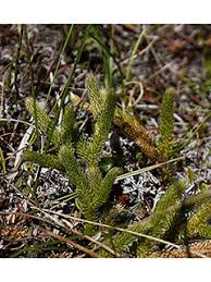 Attēlu rezultāti vaicājumam “Lycopodiella inundata”