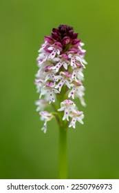 Attēlu rezultāti vaicājumam “Orchis ustulata flower”