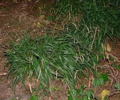 Attēlu rezultāti vaicājumam “Brachypodium sylvaticum fruit”