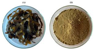 Attēlu rezultāti vaicājumam “Fucus vesiculosus”