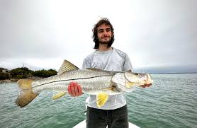 Image result for Centropomus undecimalis