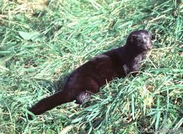 Attēlu rezultāti vaicājumam “Mustela vison”