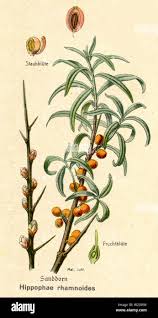 Attēlu rezultāti vaicājumam “Hippophae rhamnoides”