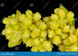 Attēlu rezultāti vaicājumam “Herniaria glabra flower”