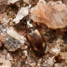 Attēlu rezultāti vaicājumam “Bembidion litorale”