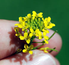 Attēlu rezultāti vaicājumam “Erysimum cheiranthoides leaf”