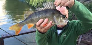 Image result for Thames Valley Angling