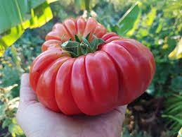 Image result for Tomate