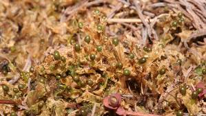 Attēlu rezultāti vaicājumam “Blasia pusilla”