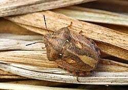 Attēlu rezultāti vaicājumam “Eurygaster testudinaria imago”