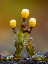 Attēlu rezultāti vaicājumam “Trichia varia”