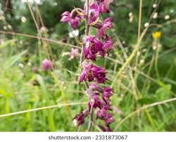 Attēlu rezultāti vaicājumam “Epipactis atrorubens leaf”
