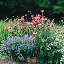 Attēlu rezultāti vaicājumam “Dracocephalum ruyschiana flower”