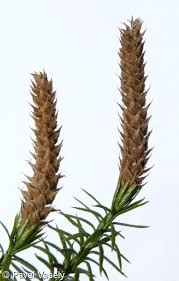 Attēlu rezultāti vaicājumam “Lycopodium annotinum”