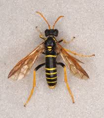 Attēlu rezultāti vaicājumam “Tenthredo scrophulariae exuvia”