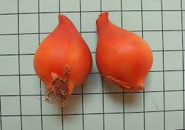 Attēlu rezultāti vaicājumam “Tulipa sylvestris fruit”