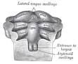 Copula linguae - Wikipedia, the free encyclopedia