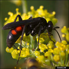 Attēlu rezultāti vaicājumam “Aphodius sp. imago”