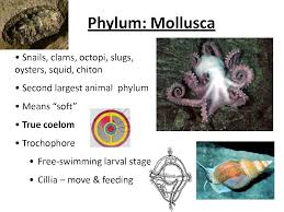 Attēlu rezultāti vaicājumam “Mollusca”