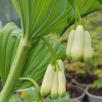 Attēlu rezultāti vaicājumam “Polygonatum verticillatum”