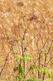 Image result for Chaerophyllum aureum