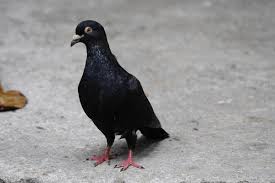 Attēlu rezultāti vaicājumam “Columba livia f. domestica”