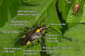 Attēlu rezultāti vaicājumam “Capsodes gothicus imago”