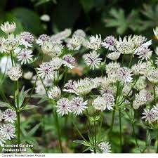 Attēlu rezultāti vaicājumam “Astrantia major”