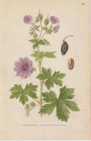 Attēlu rezultāti vaicājumam “Geranium bohemicum”