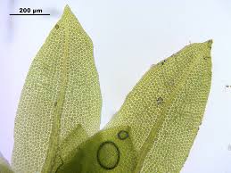 Attēlu rezultāti vaicājumam “Fissidens osmundoides”