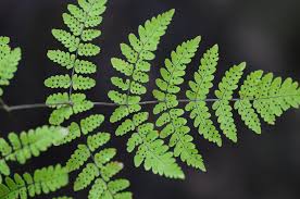 Attēlu rezultāti vaicājumam “Dryopteris”