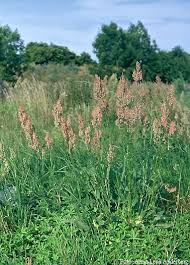Attēlu rezultāti vaicājumam “Rumex thyrsiflorus”