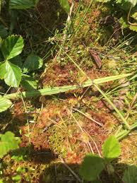 Attēlu rezultāti vaicājumam “Sphagnum molle”