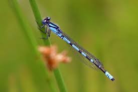 Attēlu rezultāti vaicājumam “Enallagma cyathigerum male”