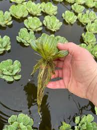 Attēlu rezultāti vaicājumam “Pistia stratiotes”