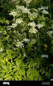 Attēlu rezultāti vaicājumam “Chaerophyllum aromaticum”