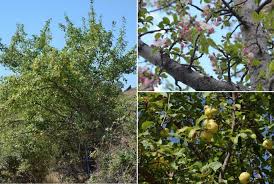 Attēlu rezultāti vaicājumam “Malus sylvestris”