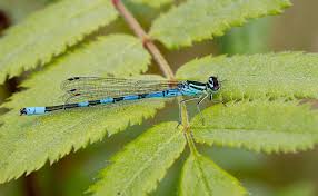 Attēlu rezultāti vaicājumam “Coenagrion hastulatum”