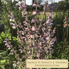 Image result for Salvia sclarea
